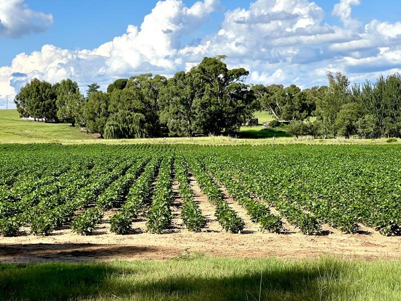 0 Bedroom Property for Sale in Bethlehem Rural Free State